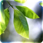 Fresh Leaves