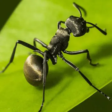Planet Ant v0.0.1.1